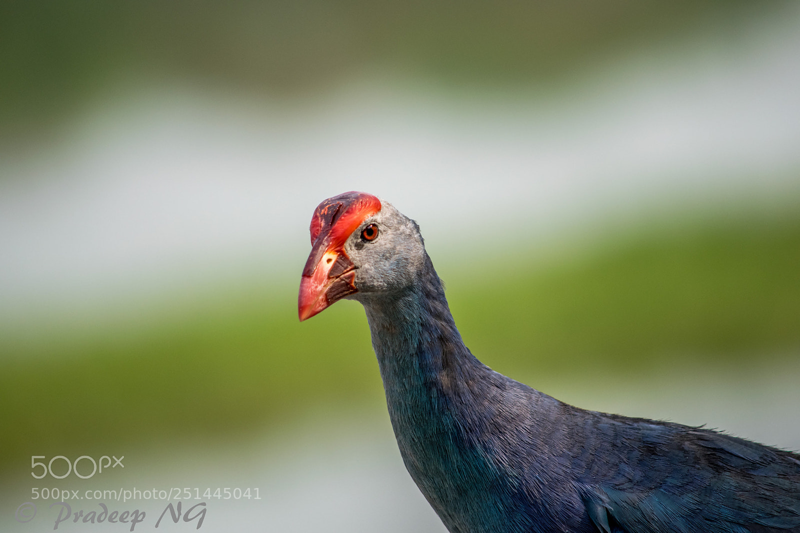 Nikon D3300 sample photo. Swamp hen photography