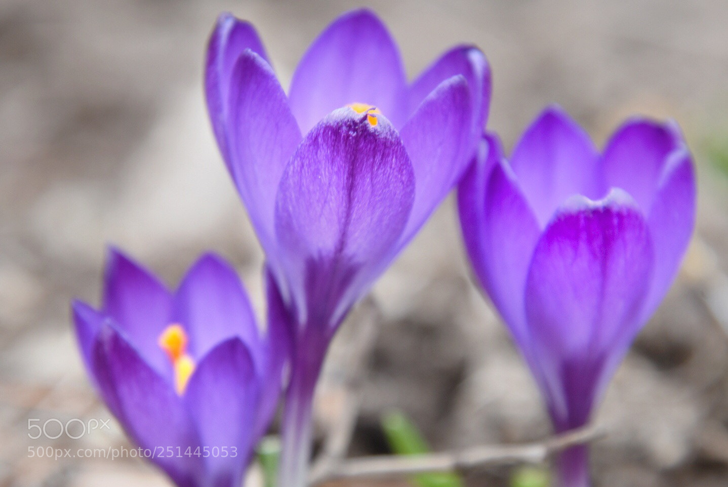 Nikon D5600 sample photo. Crocus  photography