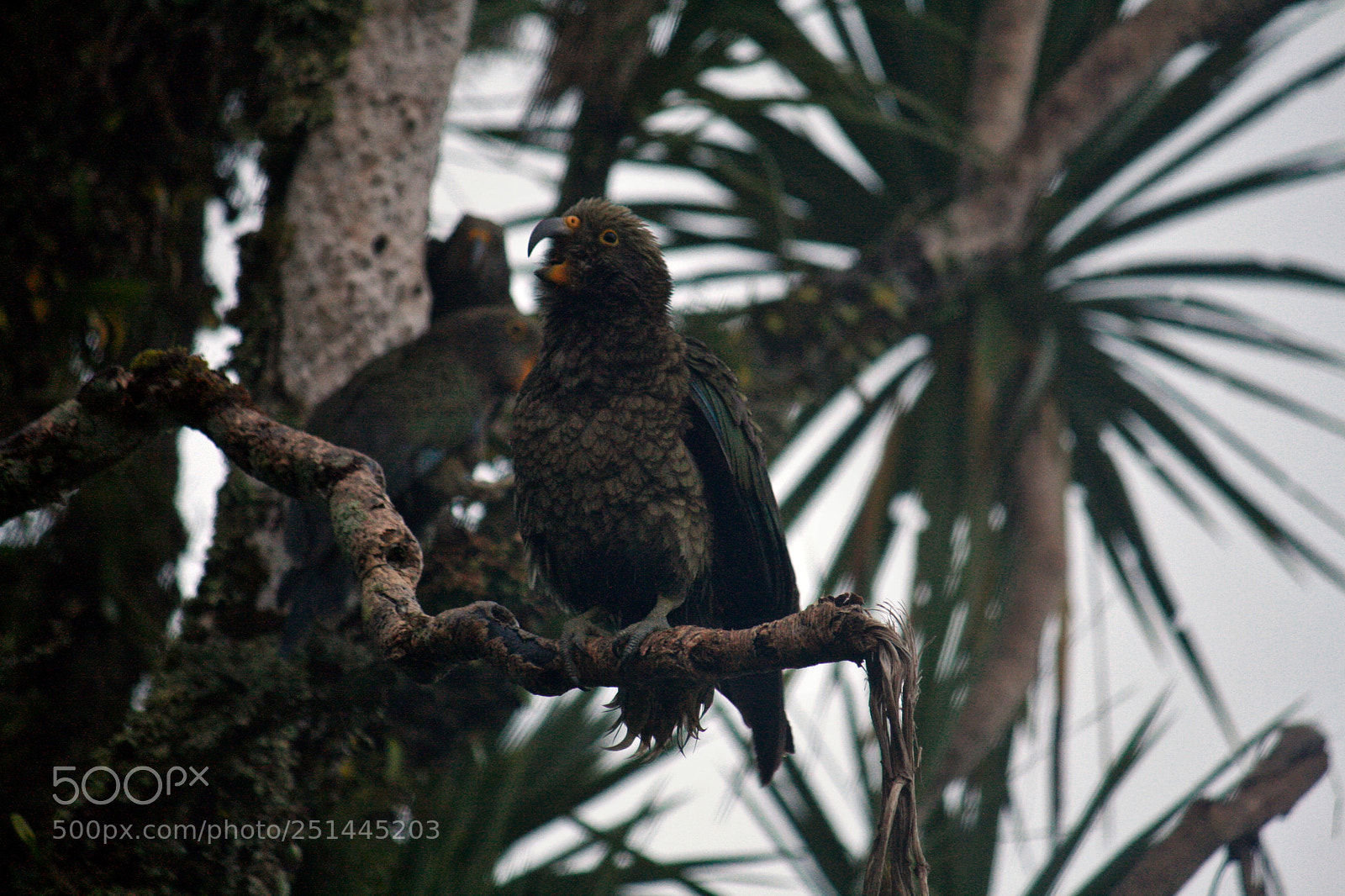 Canon EOS 400D (EOS Digital Rebel XTi / EOS Kiss Digital X) sample photo. Good morning mr kea photography