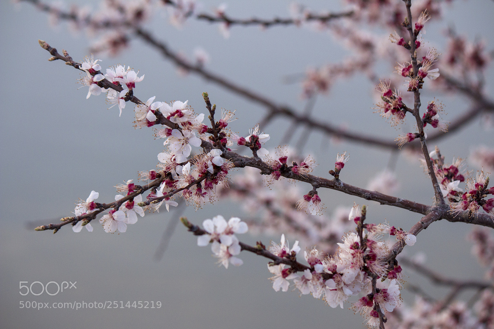 Canon EOS 650D (EOS Rebel T4i / EOS Kiss X6i) sample photo. Blossom photography