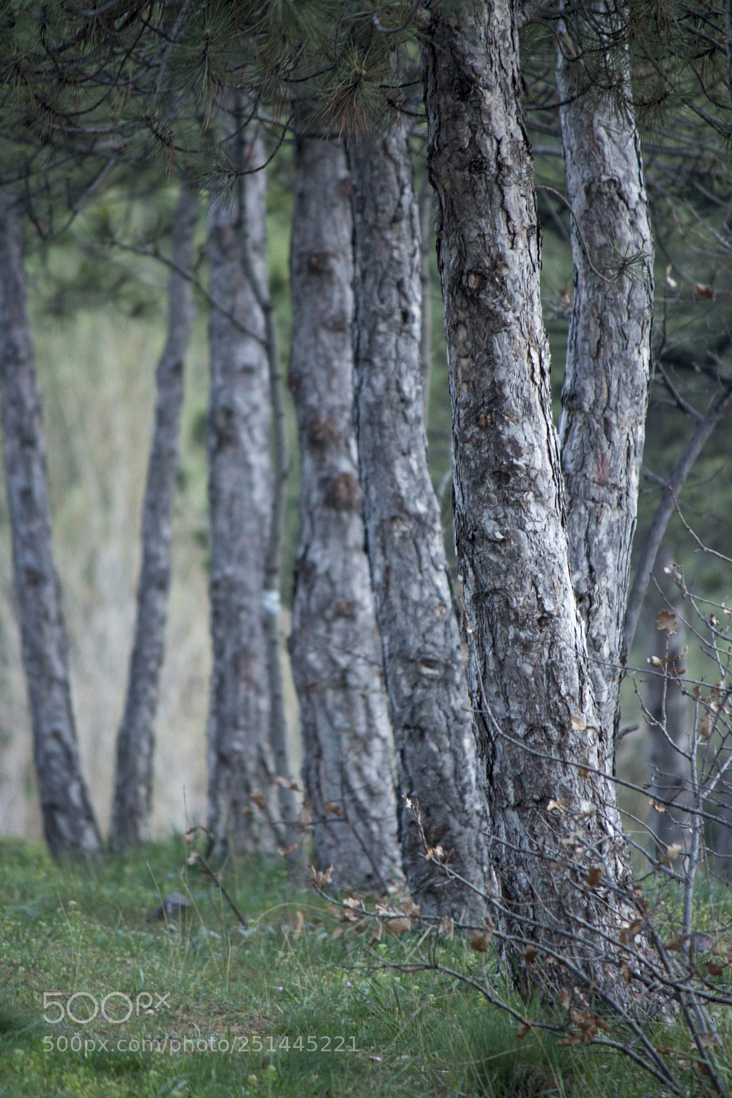 Canon EOS 650D (EOS Rebel T4i / EOS Kiss X6i) sample photo. Pines photography