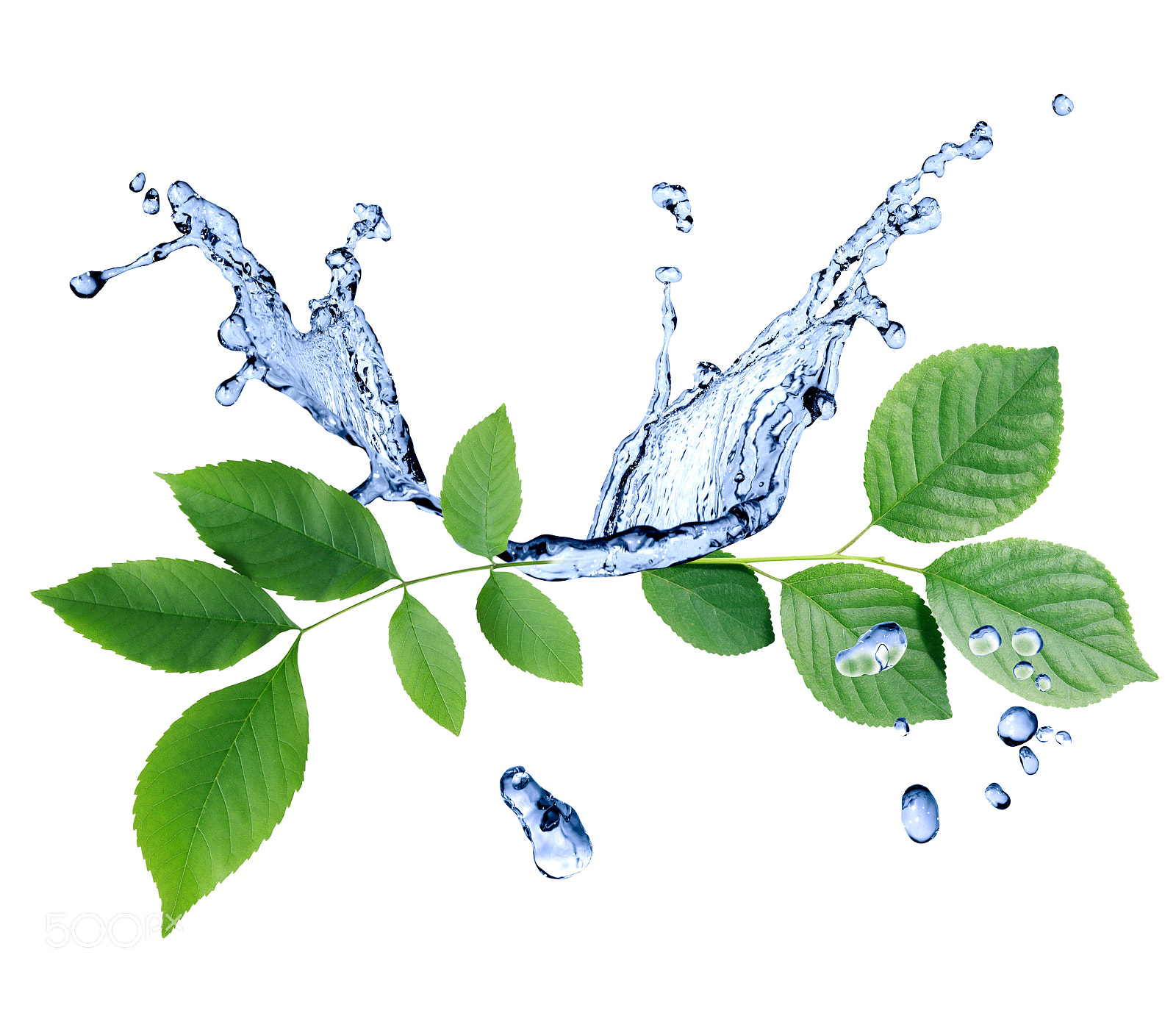 Canon EOS 5D sample photo. Green leaves on water photography