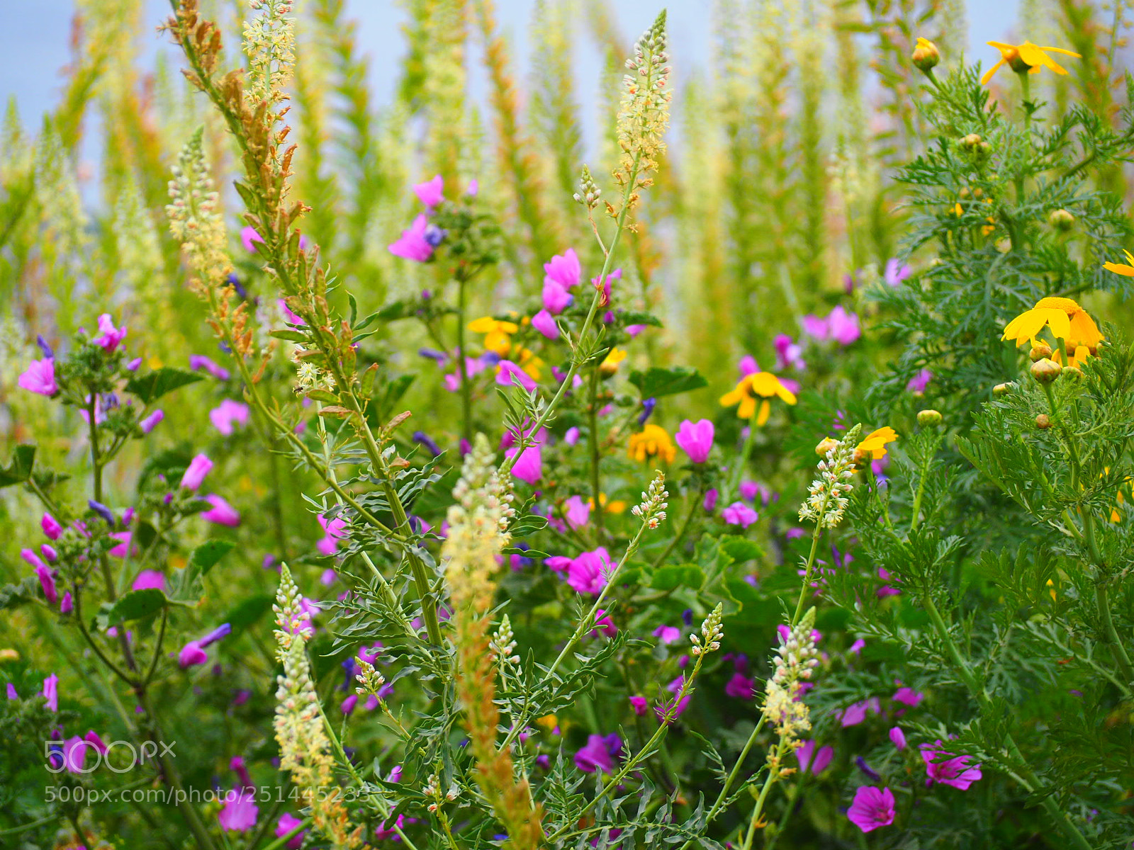 Olympus OM-D E-M10 II sample photo. Springtime photography