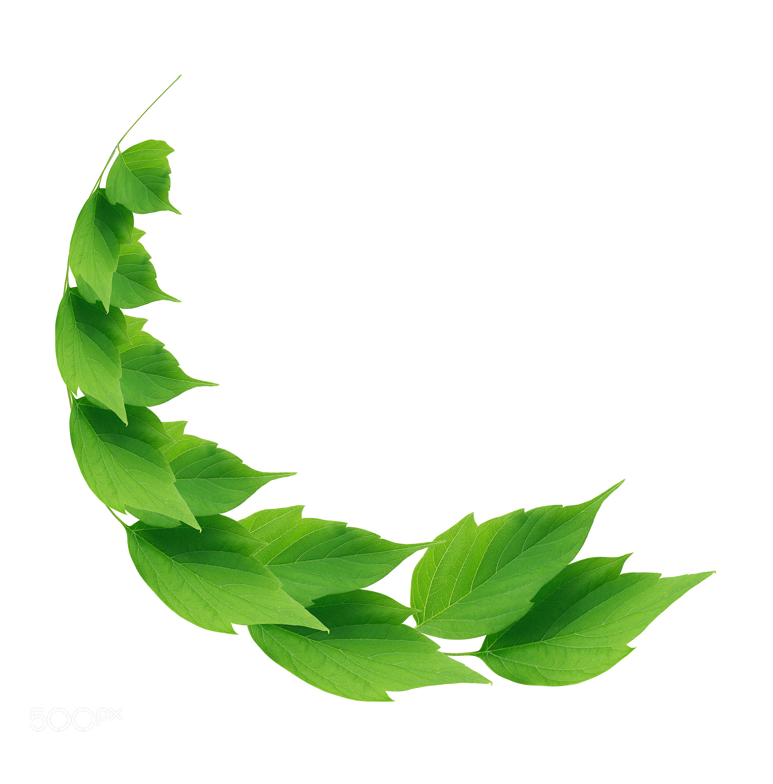 Canon EOS 5D sample photo. Green leaves on white photography