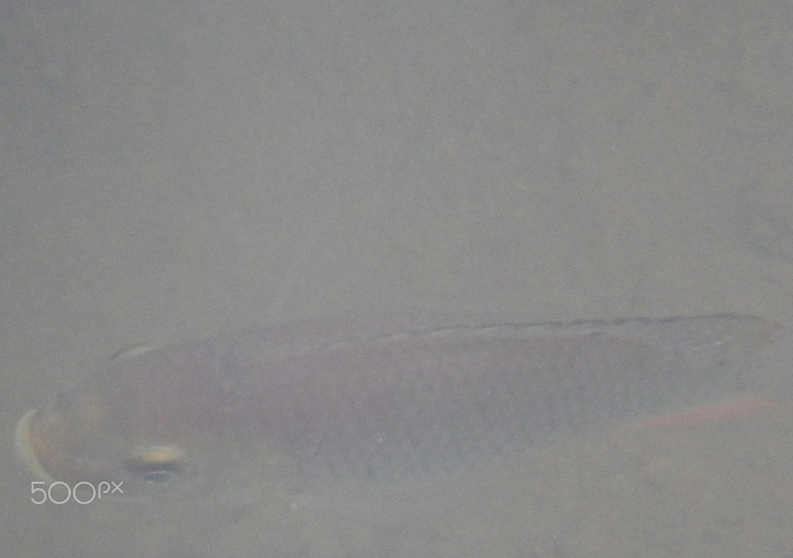 Nikon Coolpix S9500 sample photo. Fresh water fish photography