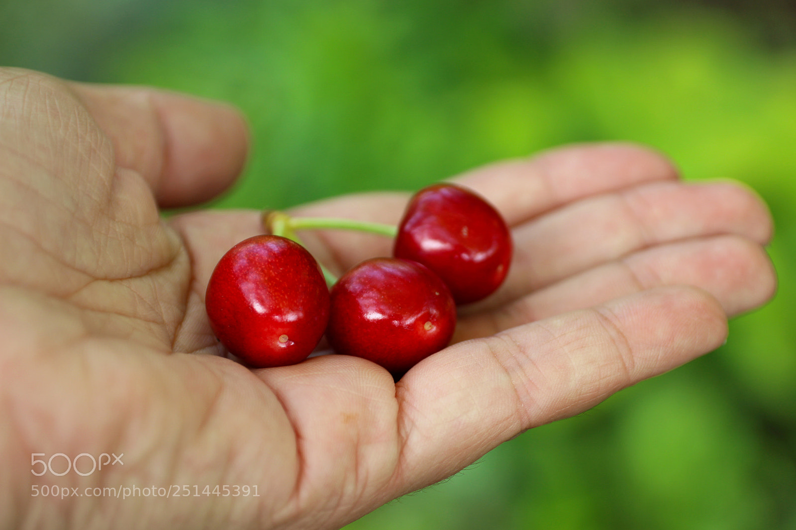 Canon EOS 600D (Rebel EOS T3i / EOS Kiss X5) sample photo. Cherries photography