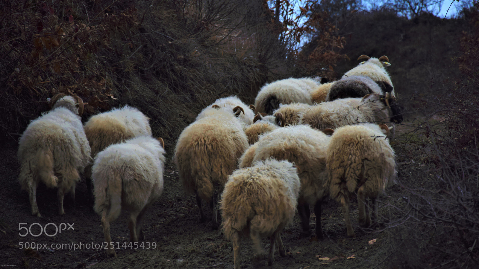 Nikon D3300 sample photo. My sheep photography