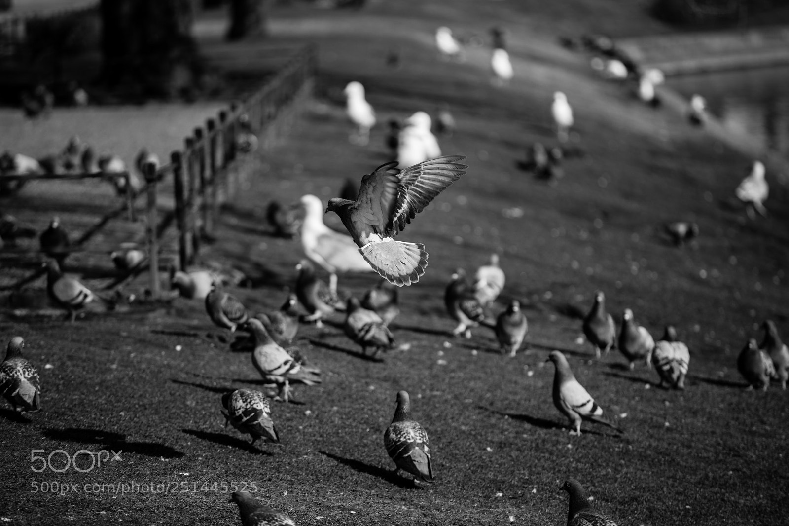 Canon EOS 5D Mark IV sample photo. Landing photography