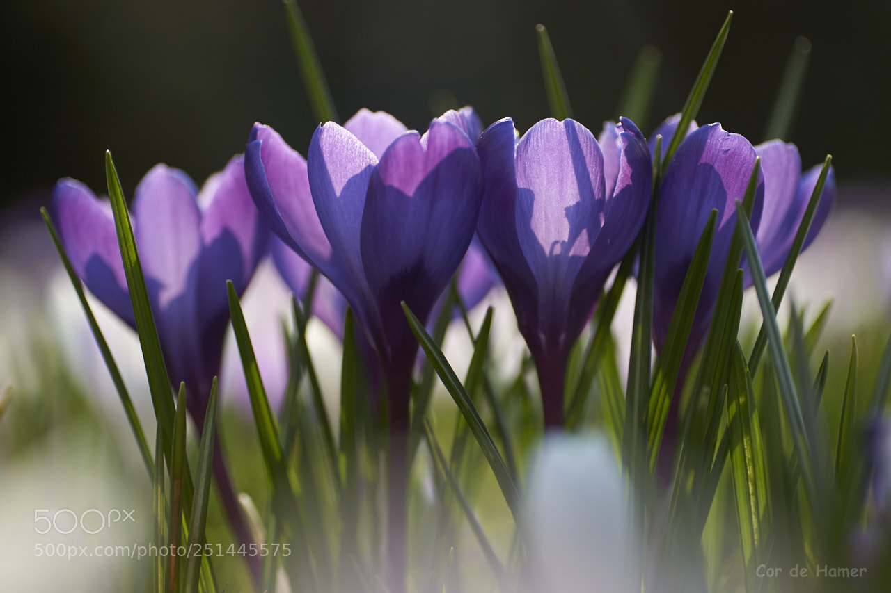 Sony SLT-A99V sample photo. The purple ones photography
