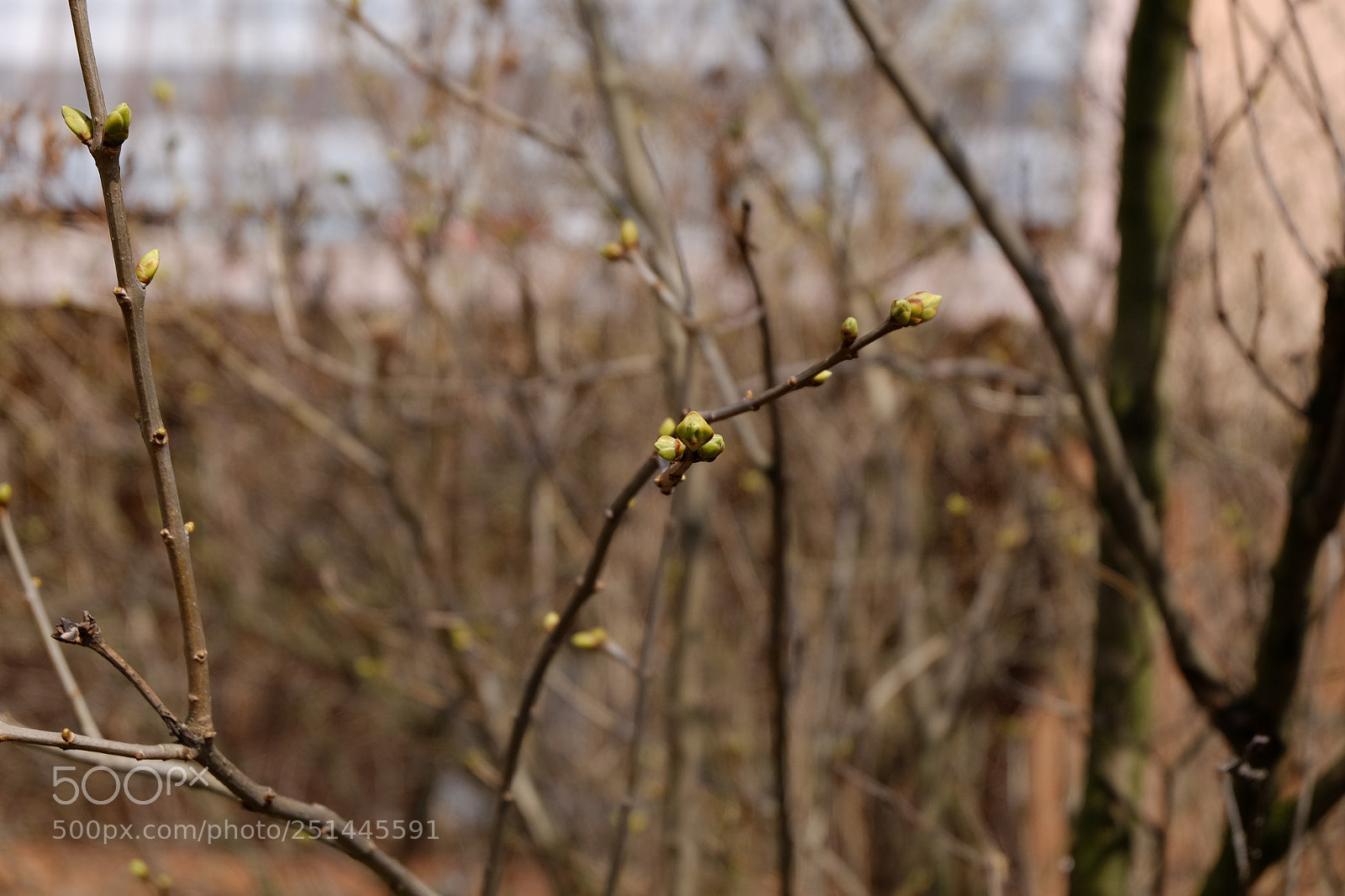 Fujifilm X-T1 sample photo. Looking for the spring photography