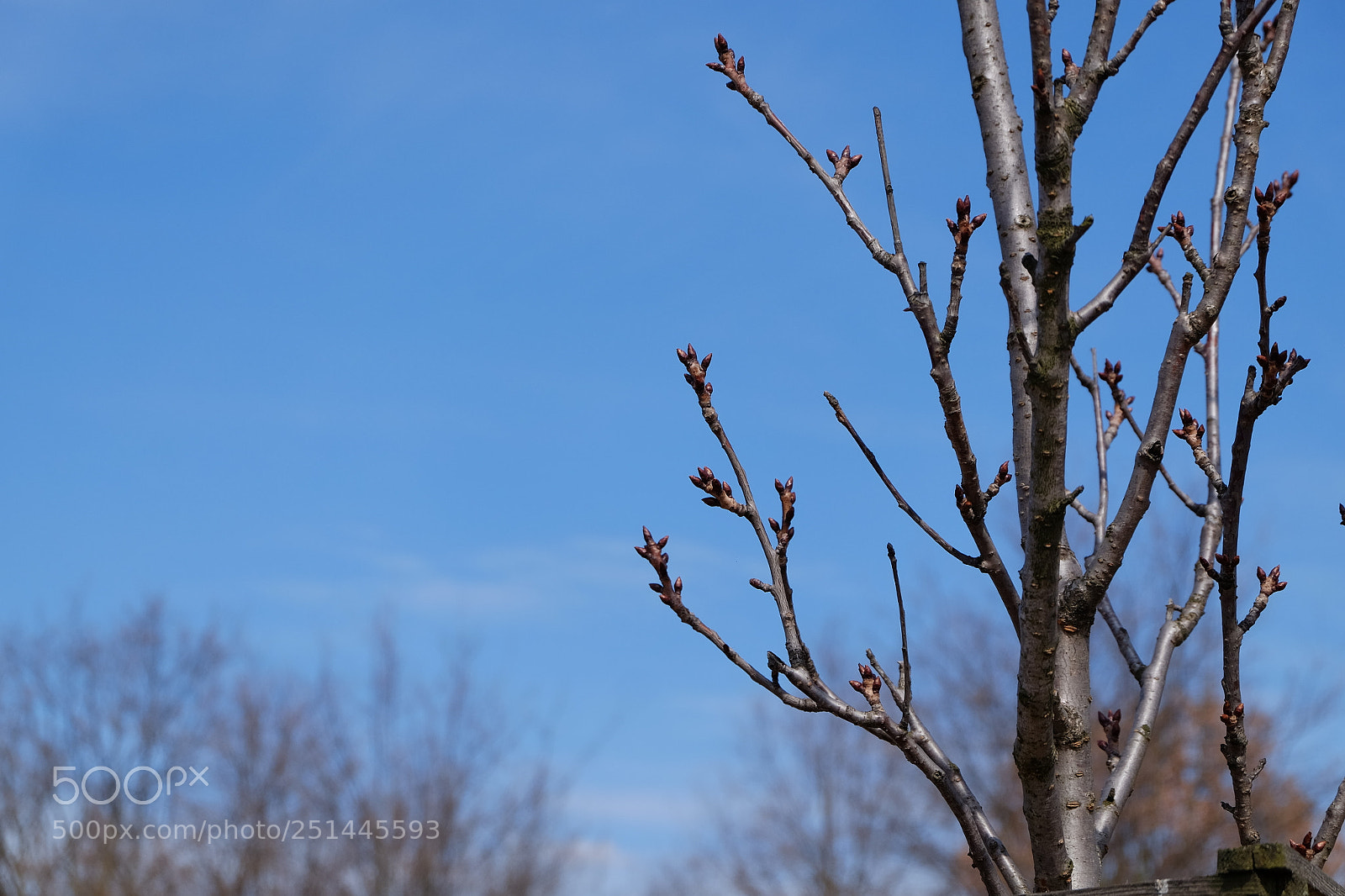 Fujifilm X-T1 sample photo. Looking for the spring photography