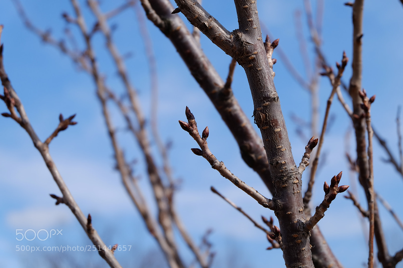 Fujifilm X-T1 sample photo. Looking for the spring photography