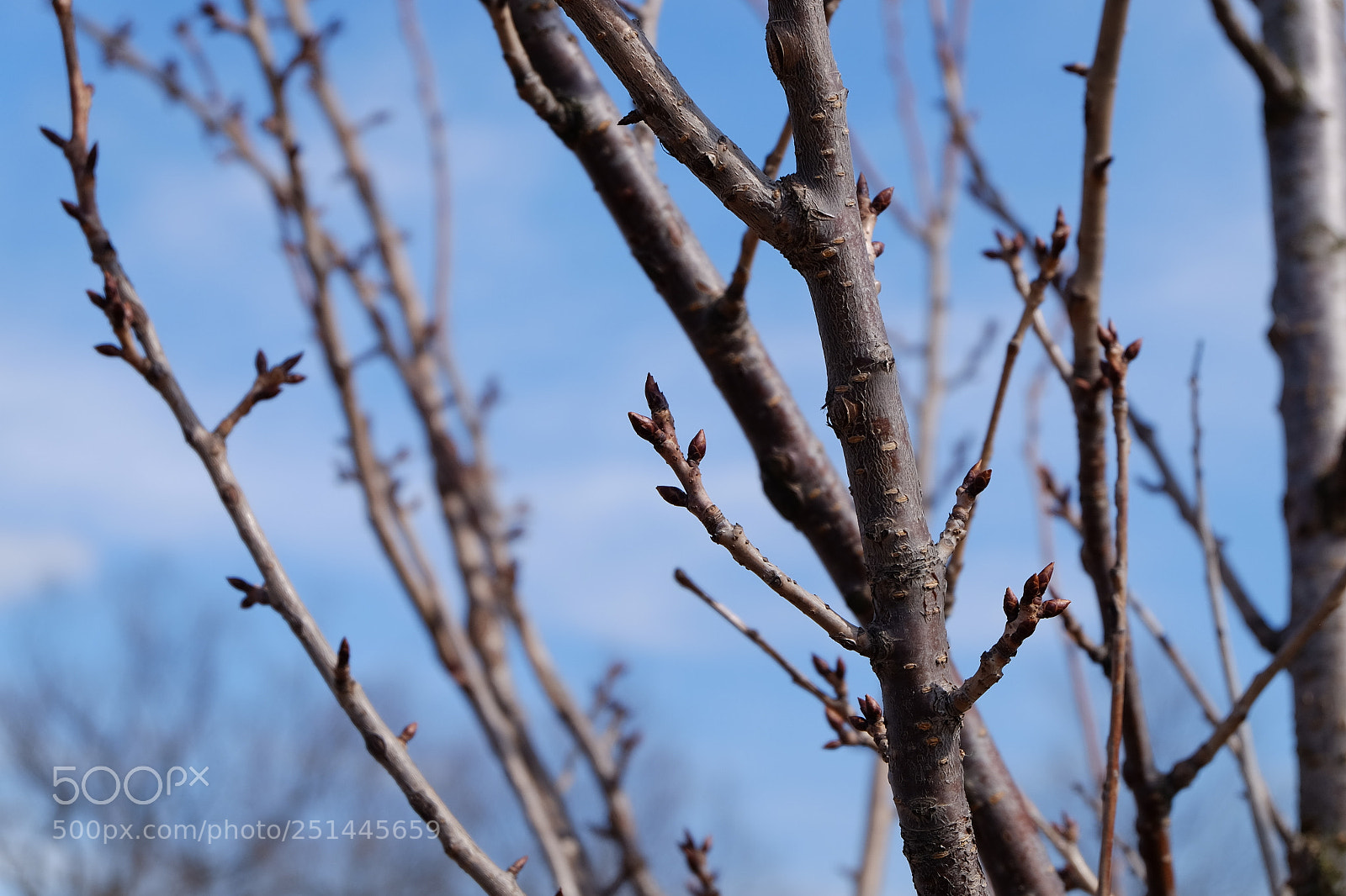 Fujifilm X-T1 sample photo. Looking for the spring photography