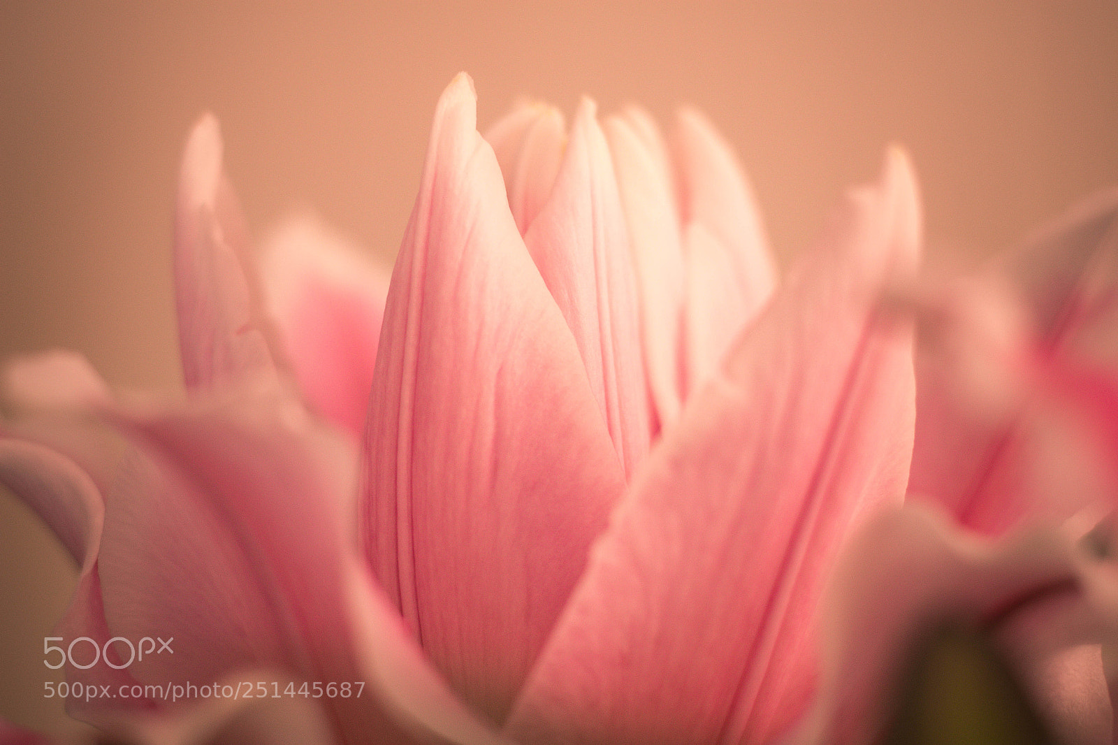 Canon EOS 700D (EOS Rebel T5i / EOS Kiss X7i) sample photo. Just pink photography