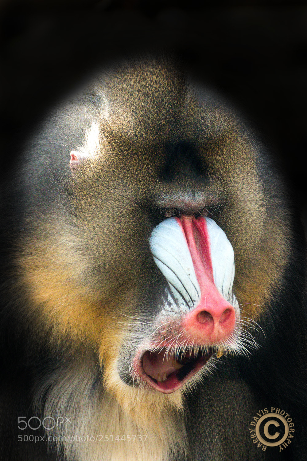 Canon EOS 80D sample photo. Mandrill photography