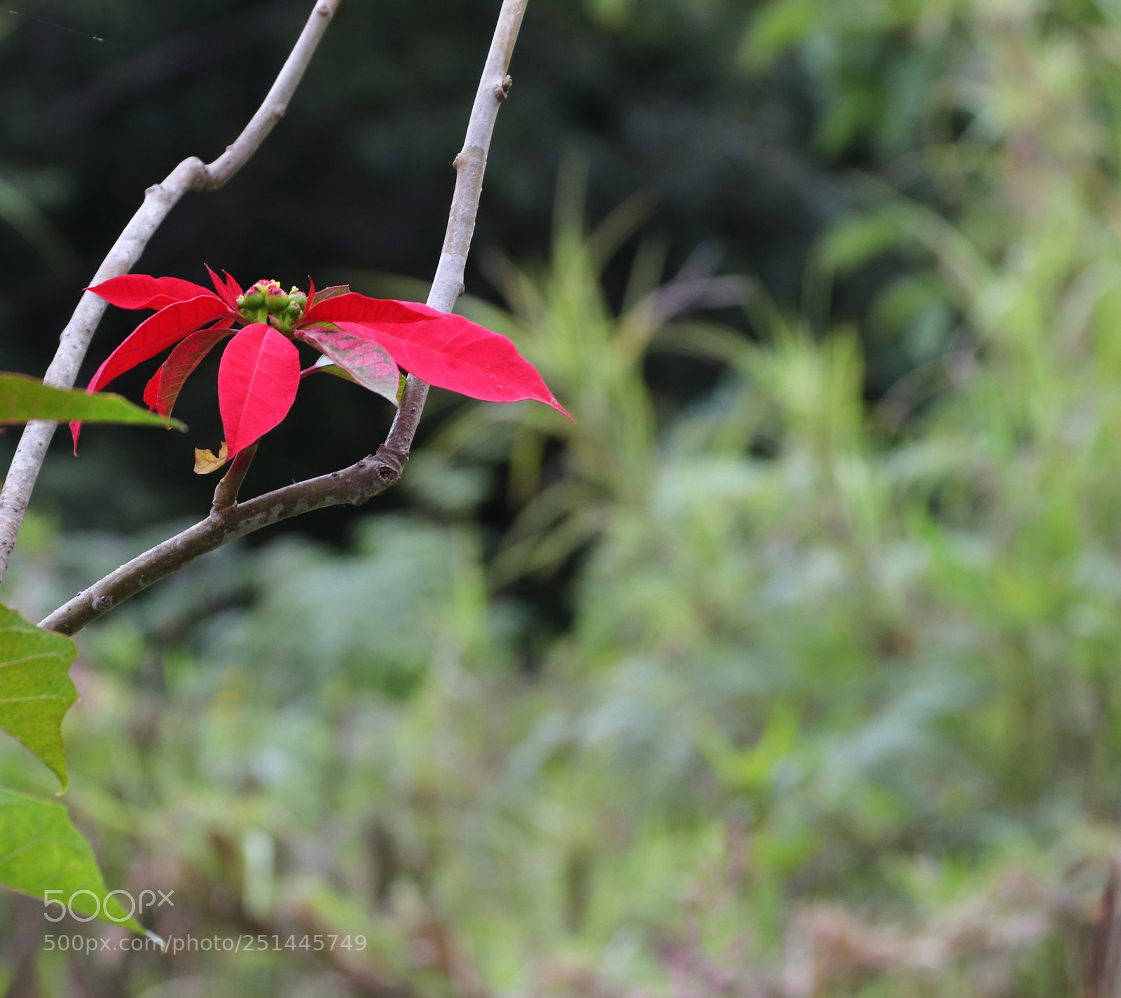 Canon EOS 77D (EOS 9000D / EOS 770D) sample photo. Hojas rojas photography