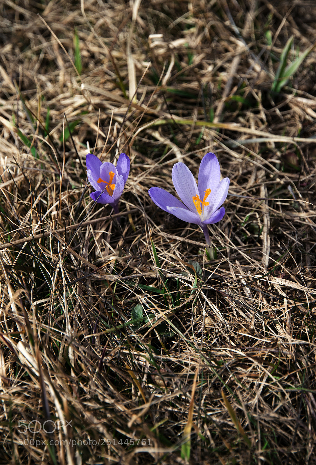 Nikon D5500 sample photo. Two purple saffrons in photography