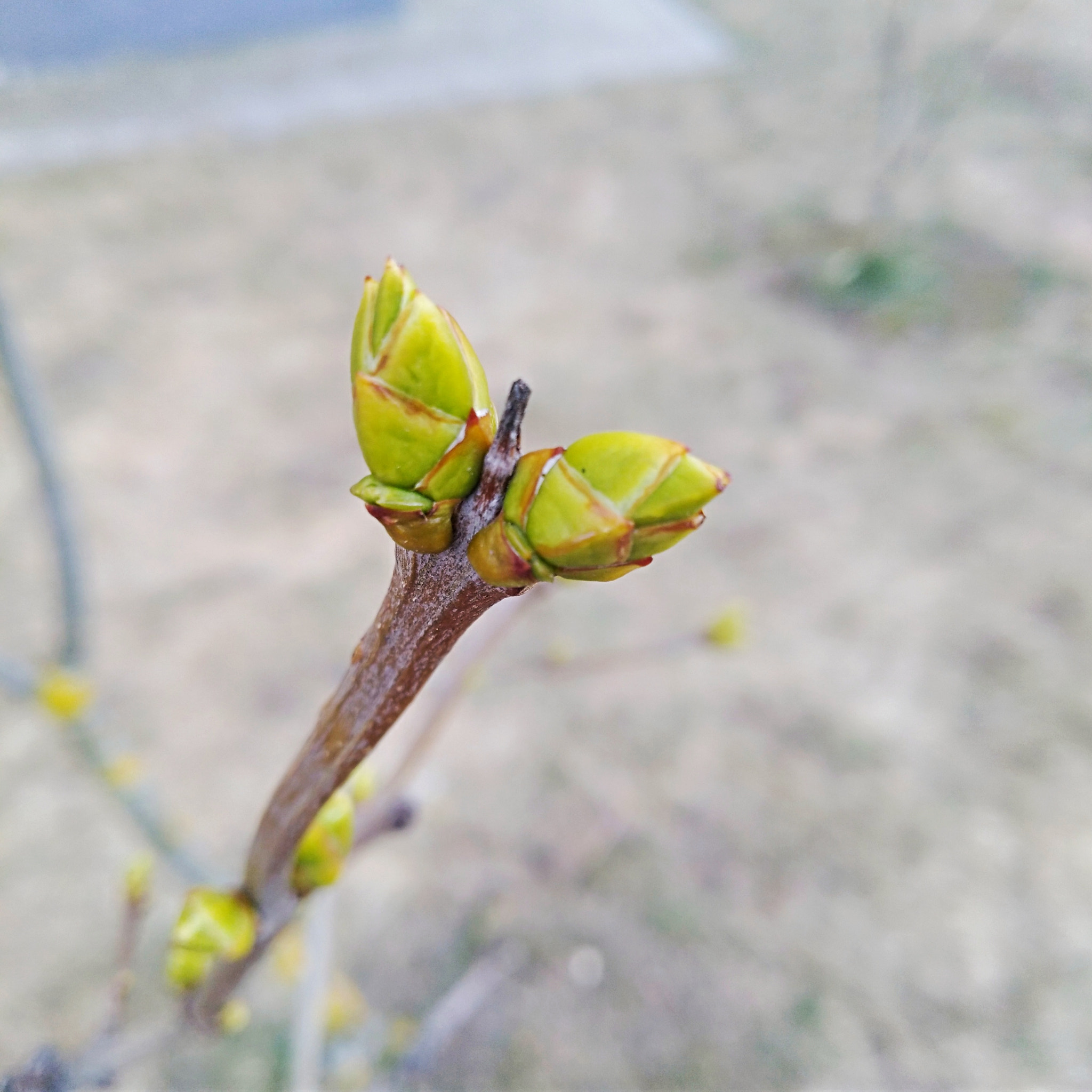 HUAWEI Y7 sample photo. Spring photography