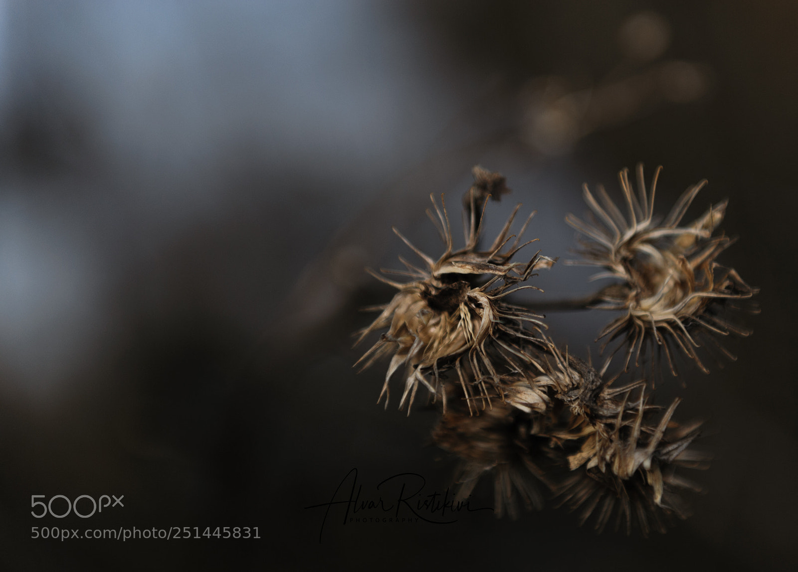 Nikon D3 sample photo. Spring i photography