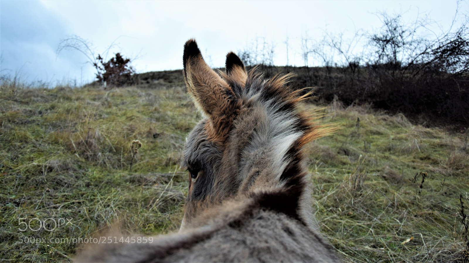 Nikon D3300 sample photo. Itaca, my puppy donkey photography