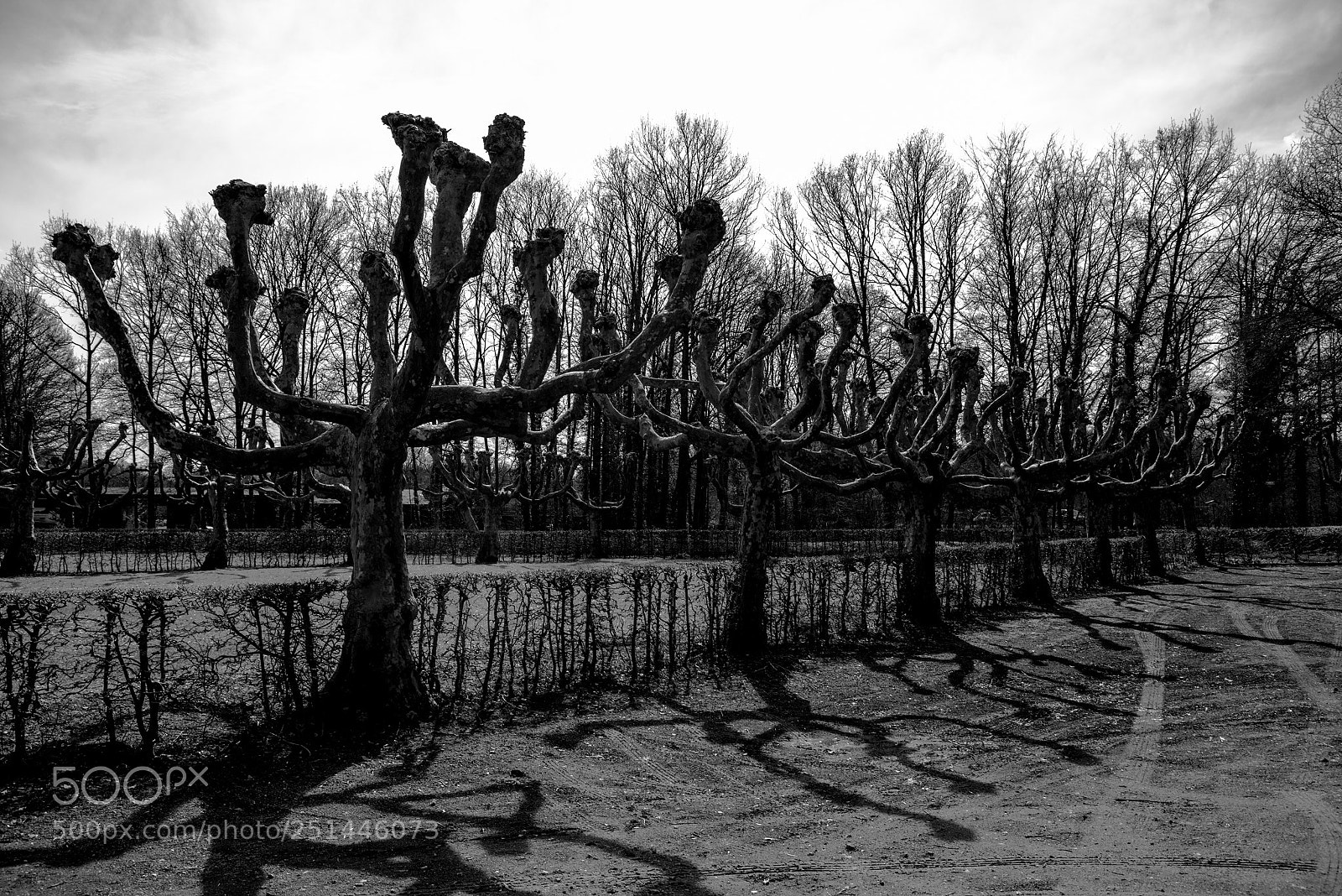 Pentax K-1 sample photo. Many trees photography
