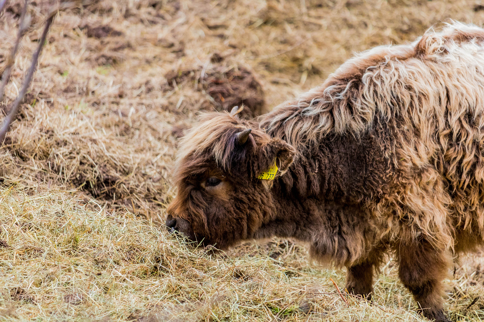 Canon EOS 750D (EOS Rebel T6i / EOS Kiss X8i) sample photo. Galloway cattle eating photography