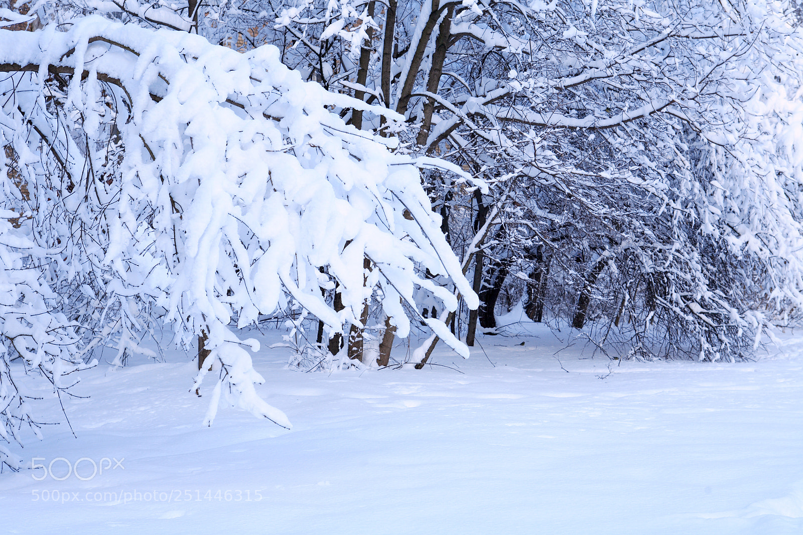 Canon EOS 5D sample photo. Nice winter background photography