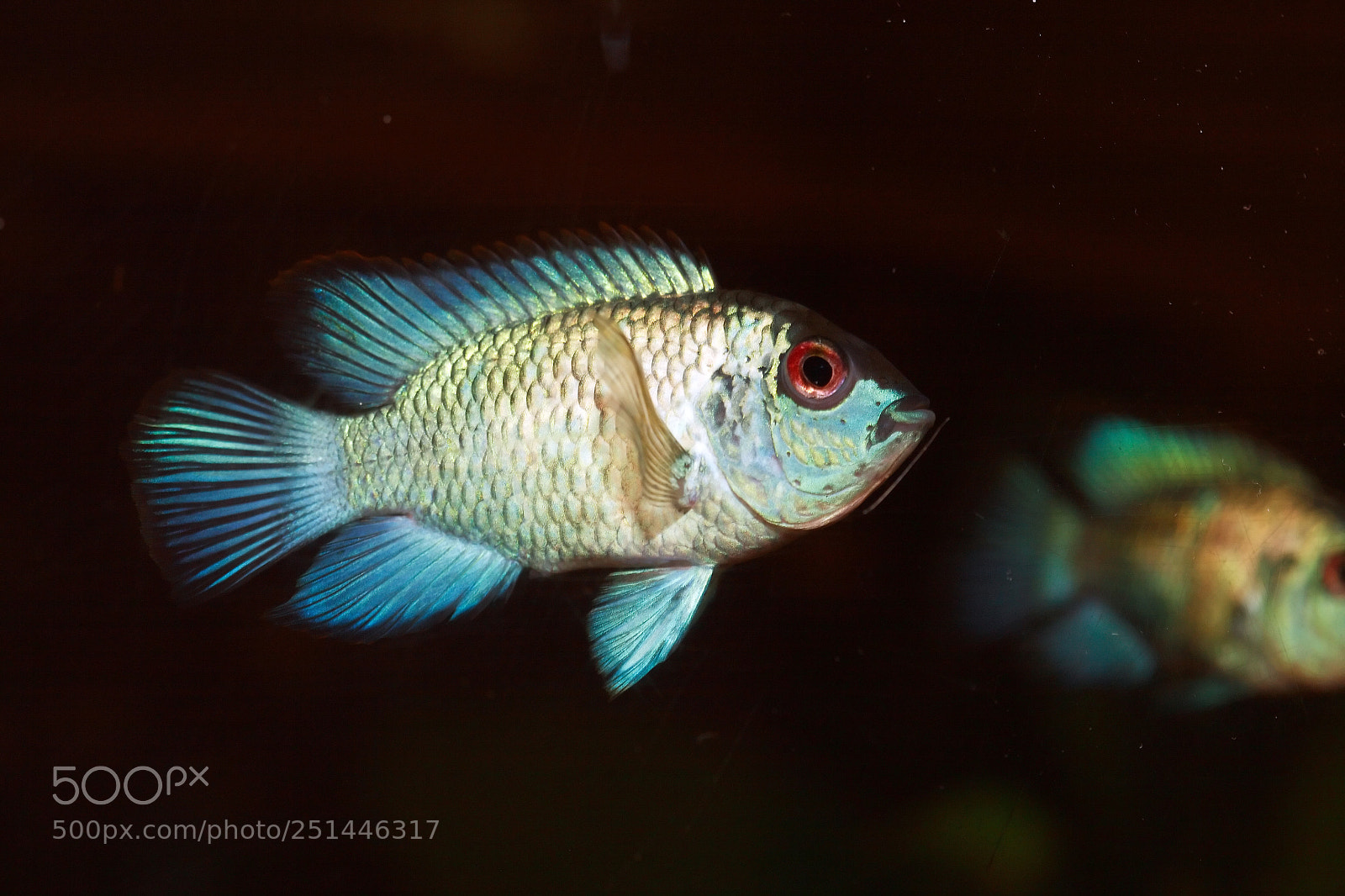 Canon EOS 5D sample photo. Nice aquarium fish photography