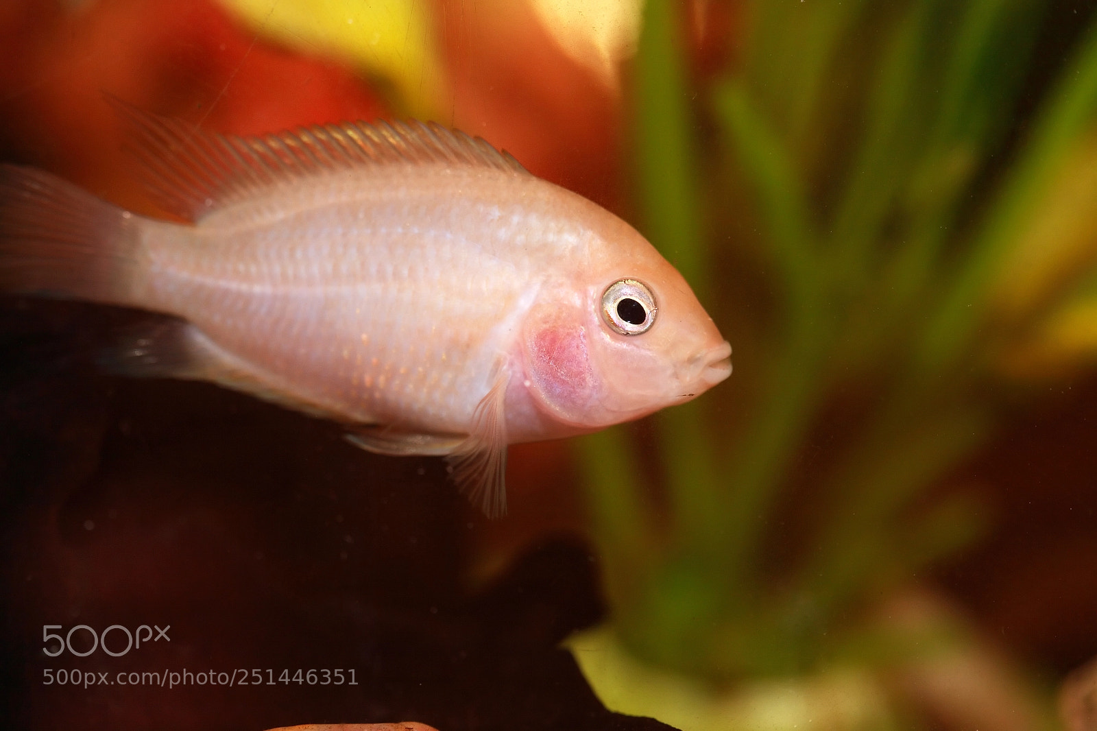 Canon EOS 5D sample photo. Nice aquarium fish photography