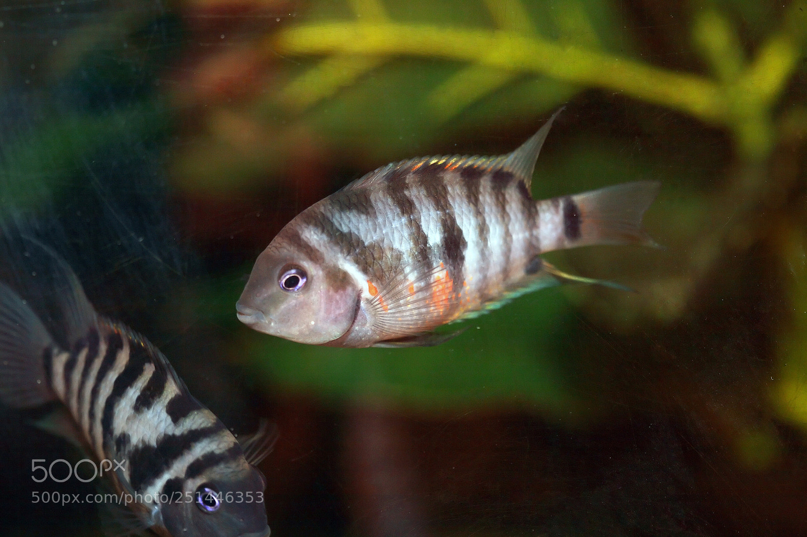 Canon EOS 5D sample photo. Nice aquarium fish photography