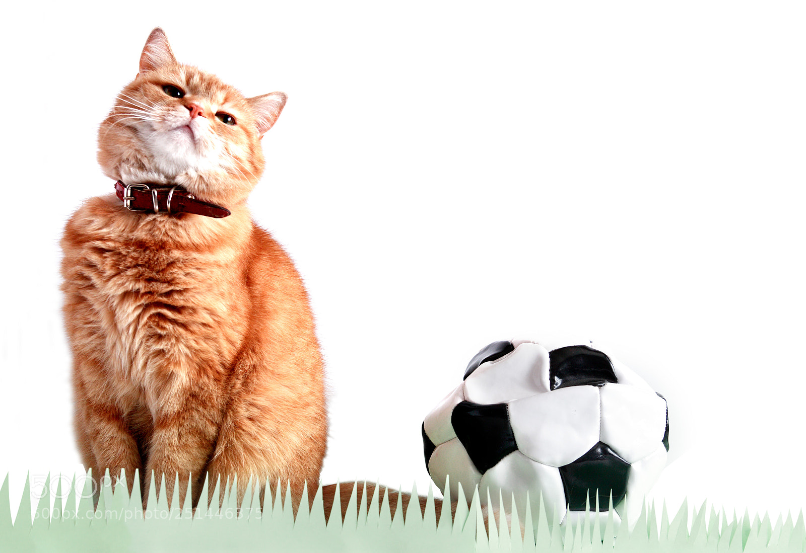 Canon EOS 5D sample photo. Cat footballer near ball photography