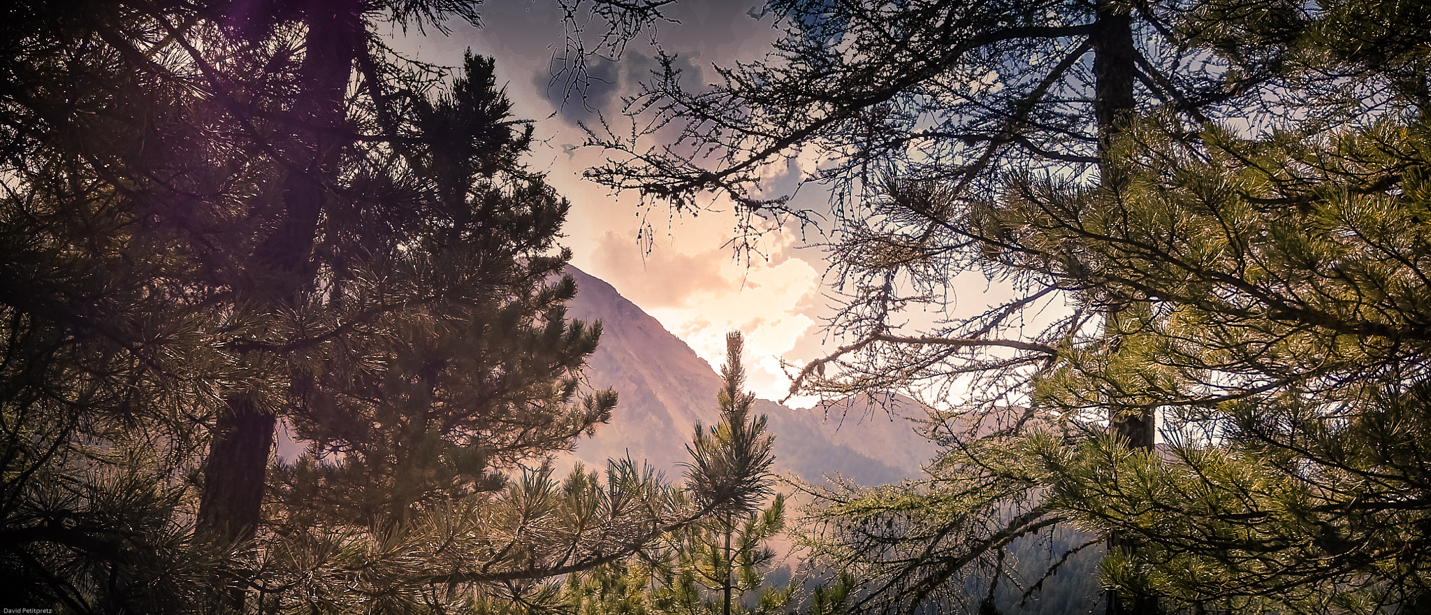 HUAWEI P8 sample photo. Trees in les orres, alpes de hautes provence photography