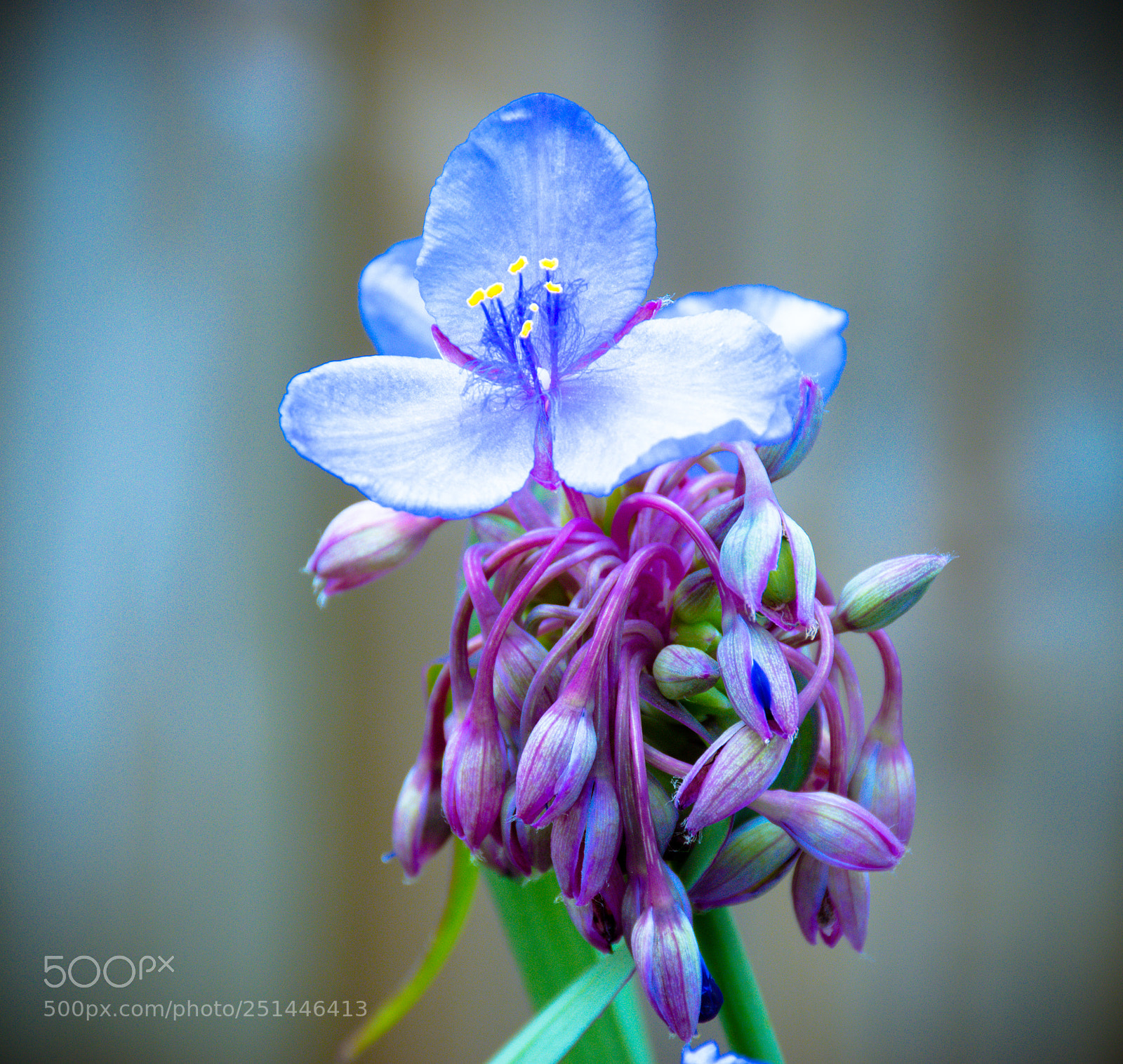 Nikon D5500 sample photo. Blue jacket photography