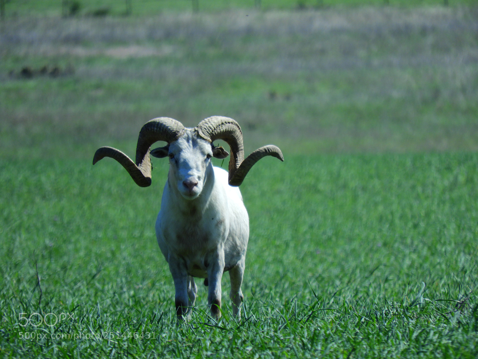 Nikon Coolpix B700 sample photo. Barbados sheep standing in photography