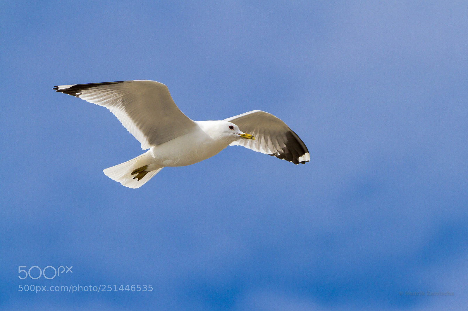 Canon EOS 7D sample photo. Common gull in flight photography