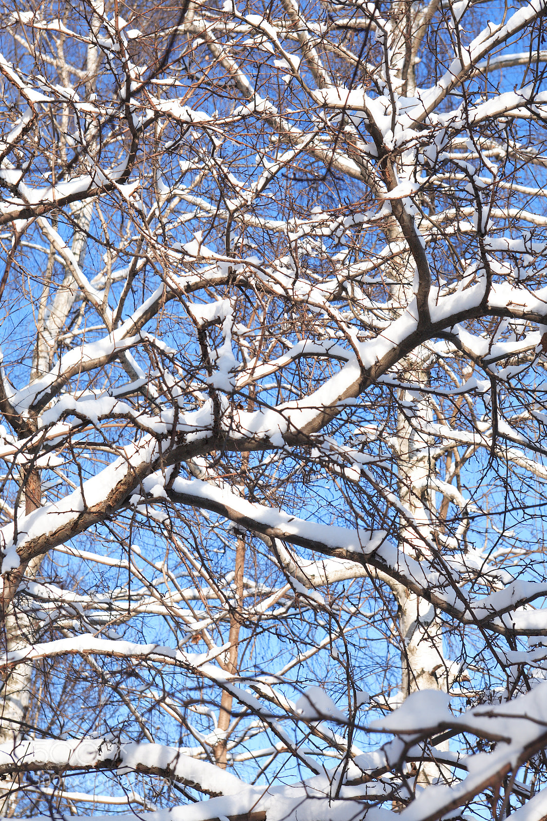 Canon EOS 5D sample photo. Nice winter background photography