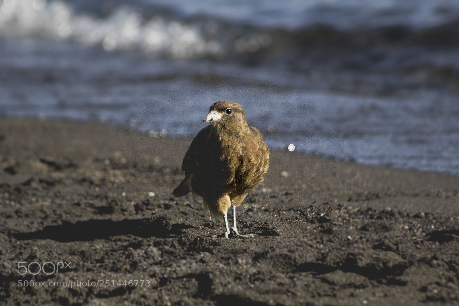 Canon EOS 1200D (EOS Rebel T5 / EOS Kiss X70 / EOS Hi) sample photo. Falconidae photography