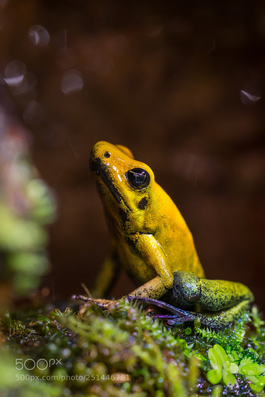 Nikon D610 sample photo. Phyllobates bicolor photography