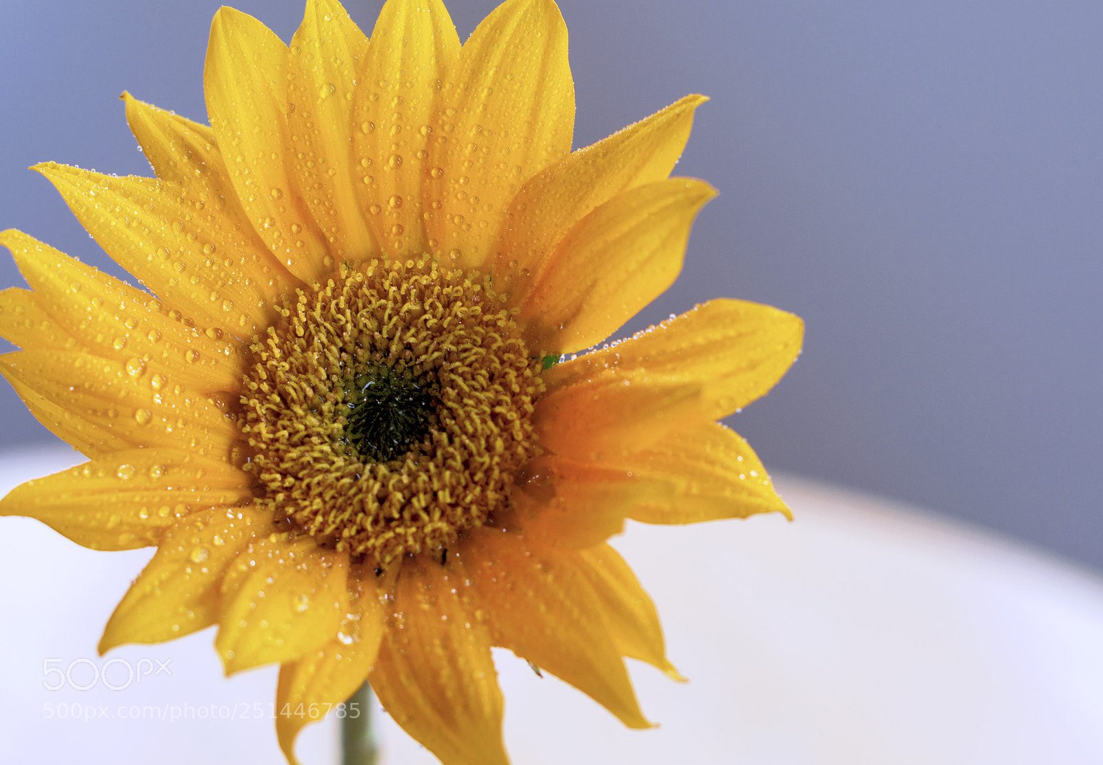 Nikon D3200 sample photo. Spring flower photography