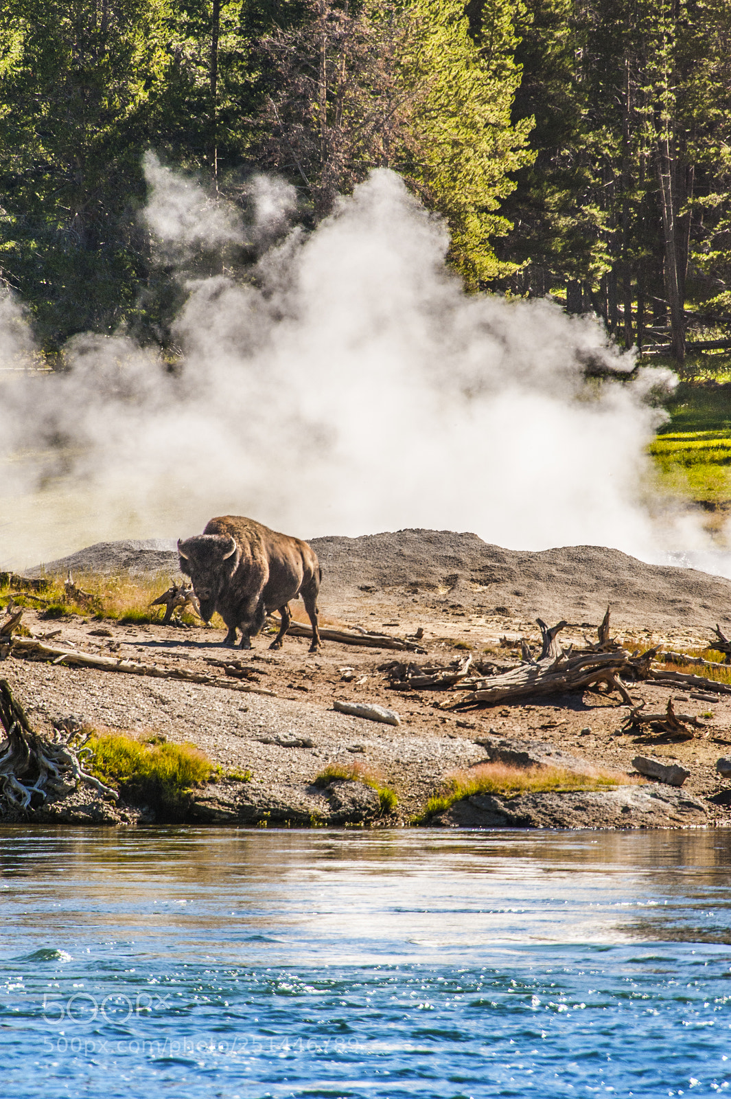 Nikon D700 sample photo. Buffalo at yellowstone river photography