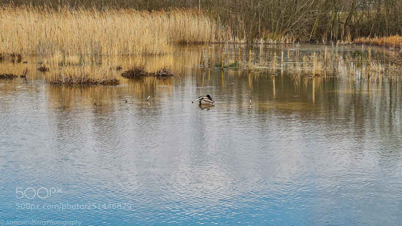 Olympus PEN-F sample photo. Trip out to rspb photography