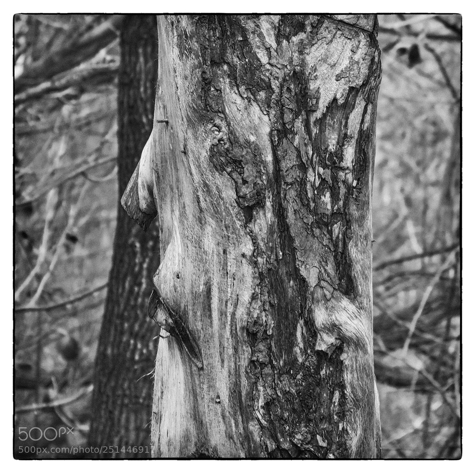 Olympus PEN-F sample photo. Trip out to rspb photography