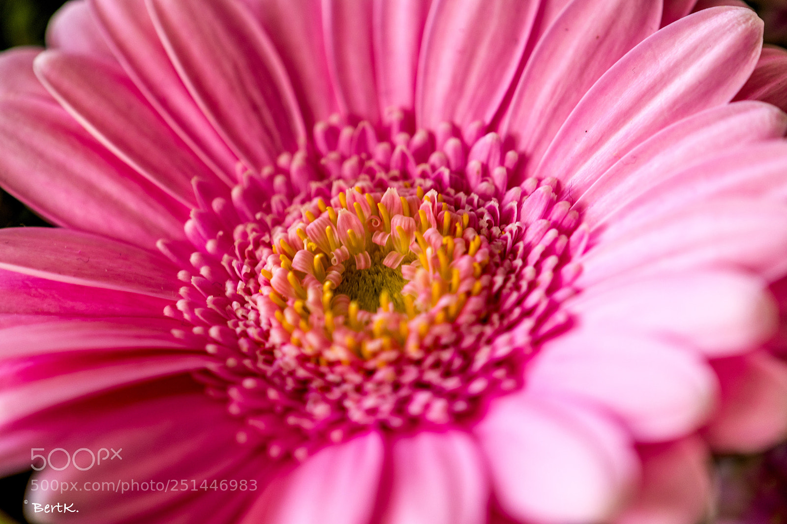Nikon D500 sample photo. Gerbera photography
