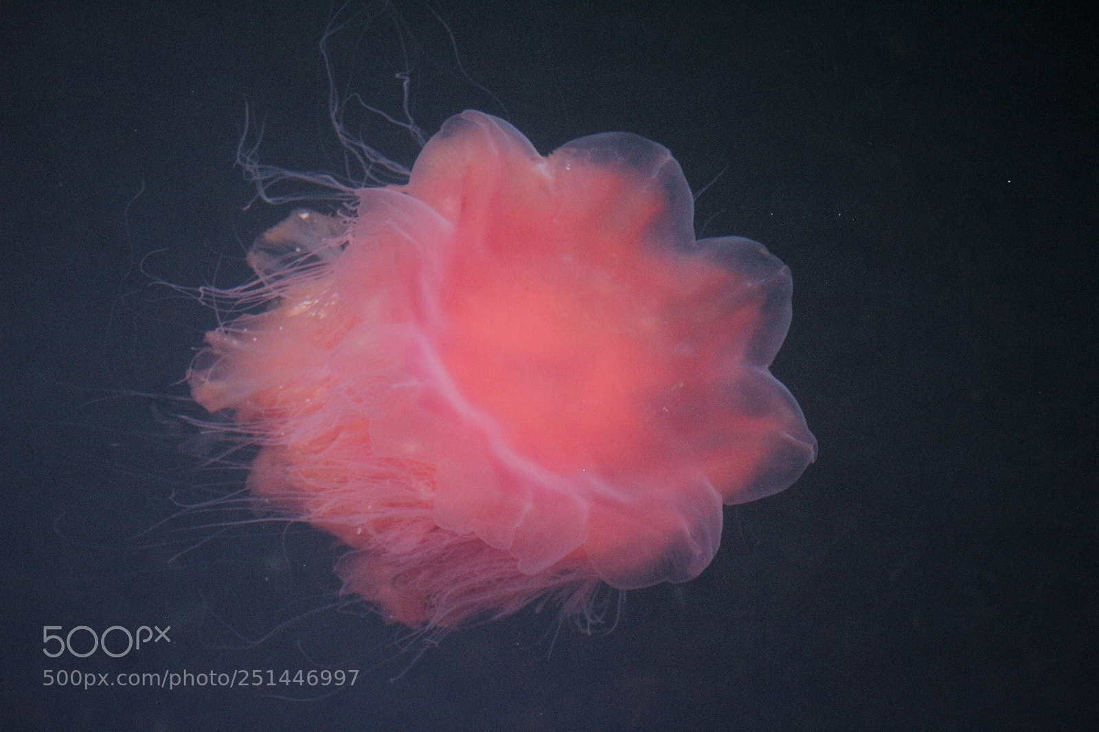 Canon EOS 100D (EOS Rebel SL1 / EOS Kiss X7) sample photo. A jellyfish rose photography