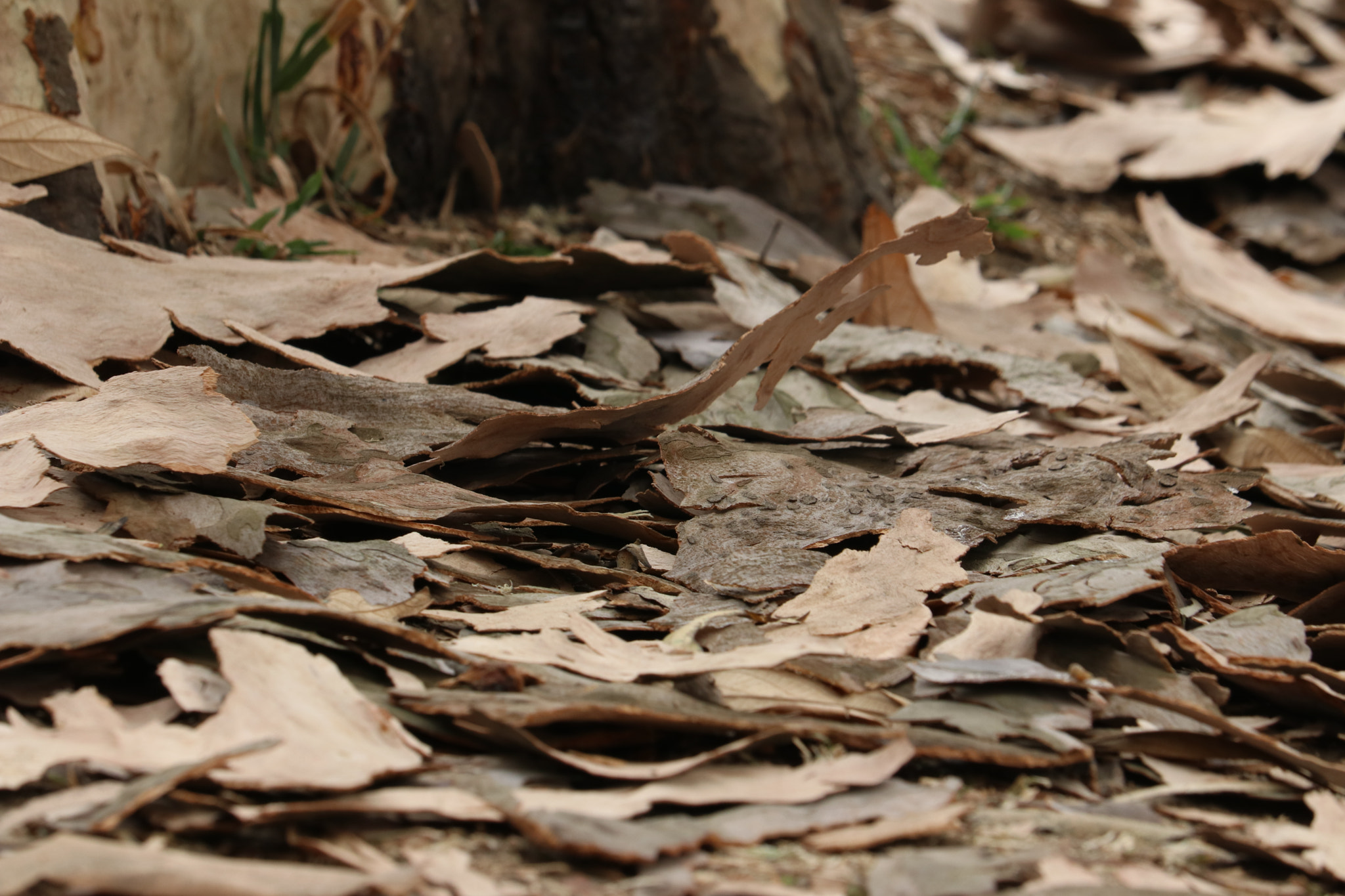Canon EF-S 55-250mm F4-5.6 IS STM sample photo. Dead skin photography
