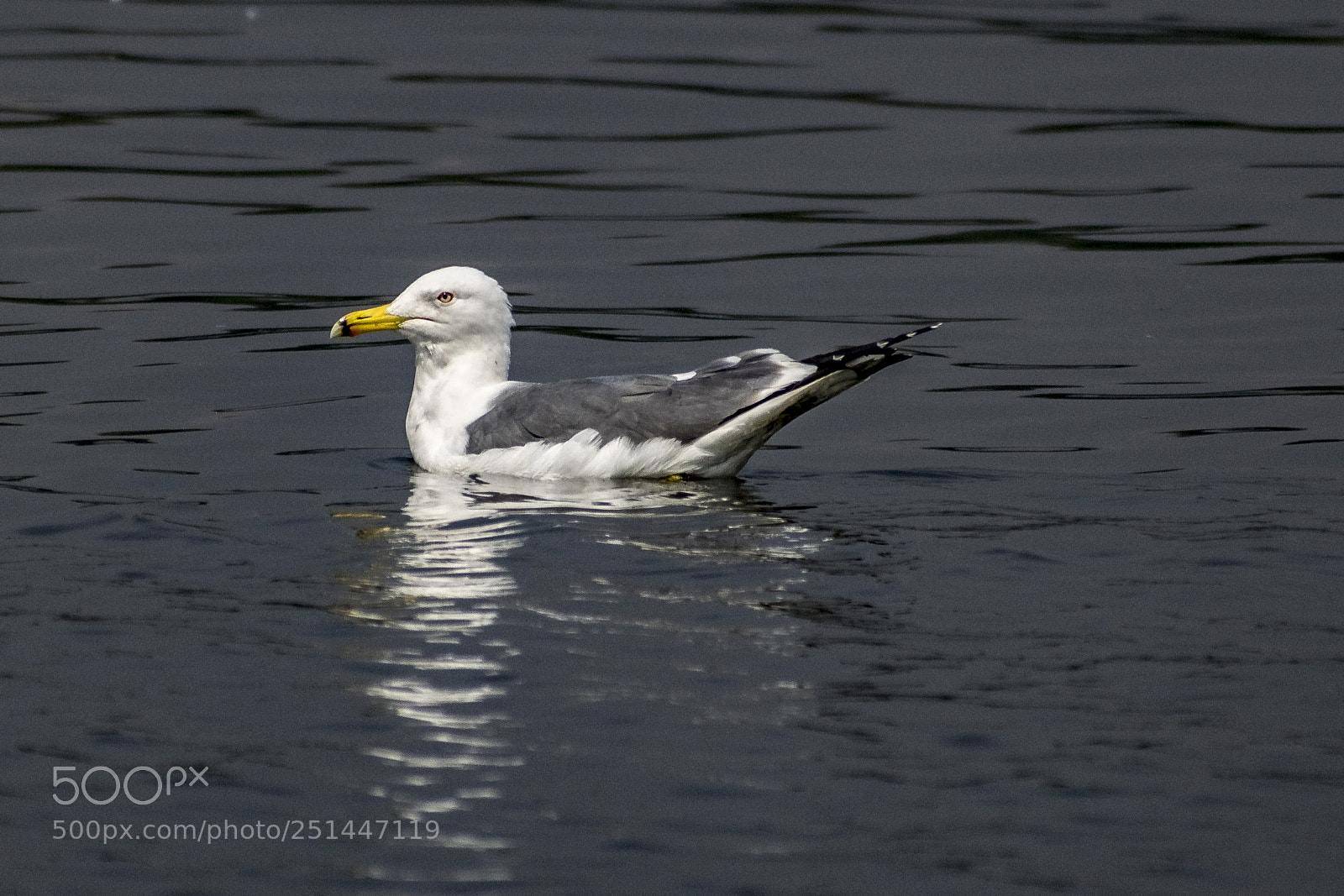 Nikon D5300 sample photo. Seagull photography