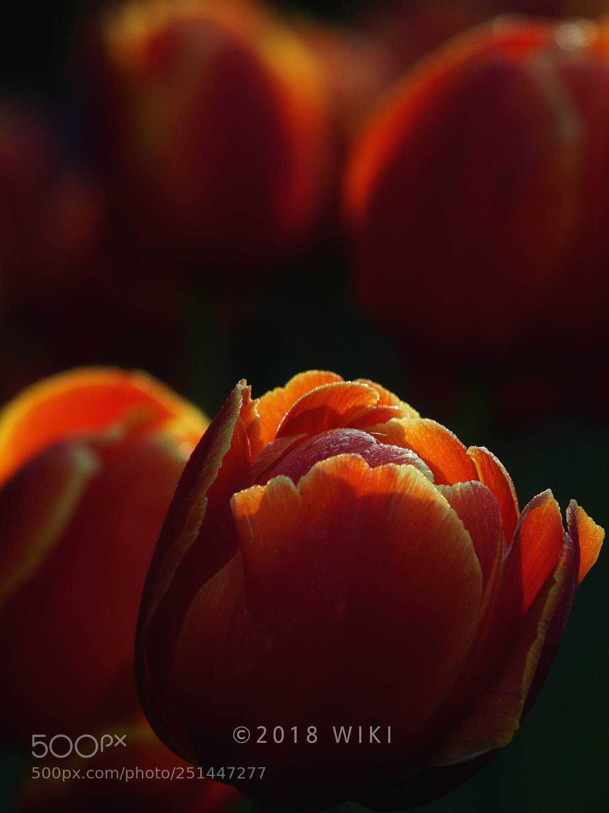 Sony a5100 sample photo. Tulip photography