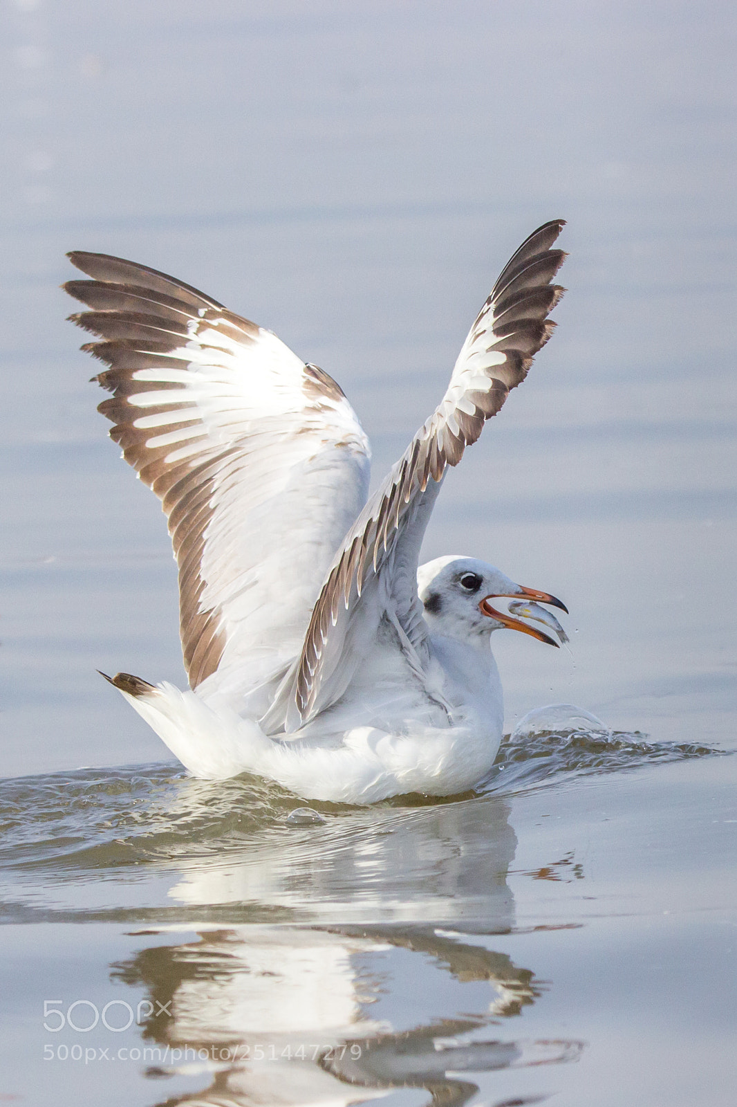 Canon EOS 600D (Rebel EOS T3i / EOS Kiss X5) sample photo. Sea gull photography