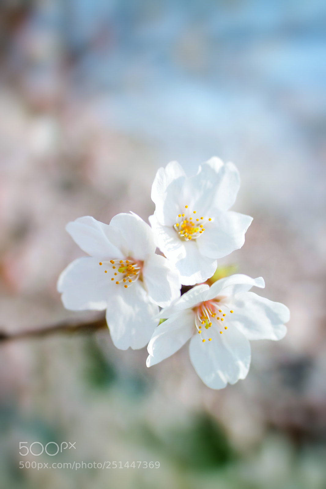 Canon EOS M3 sample photo. Cherry blossoms 2018 - 01 photography