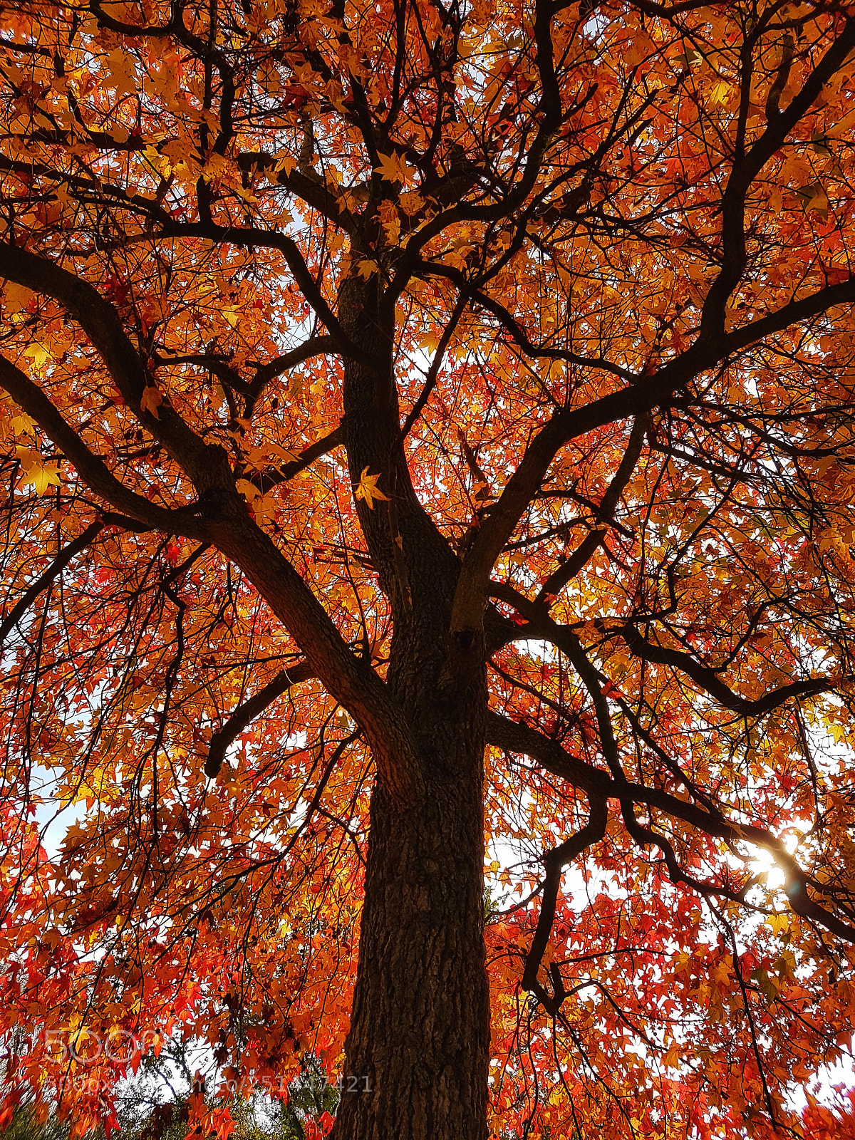 Samsung Galaxy S7 sample photo. Magic autumn tree photography